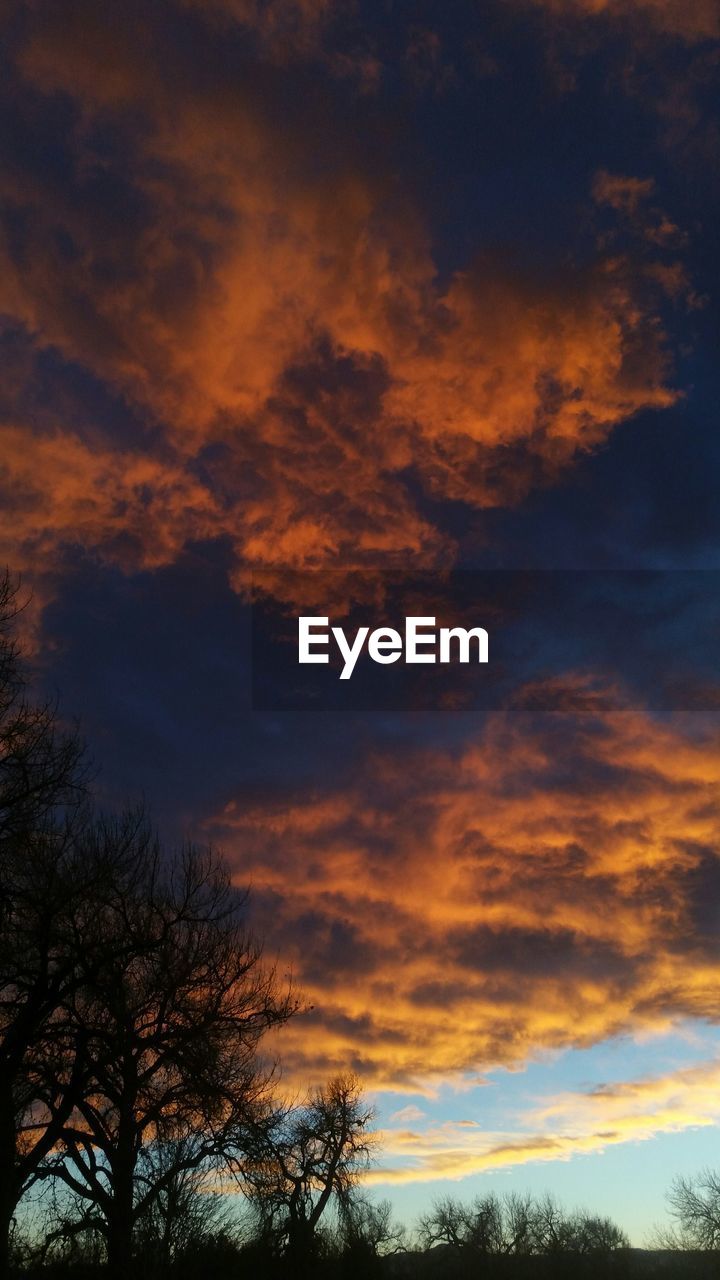 SILHOUETTE OF TREES AGAINST CLOUDY SKY