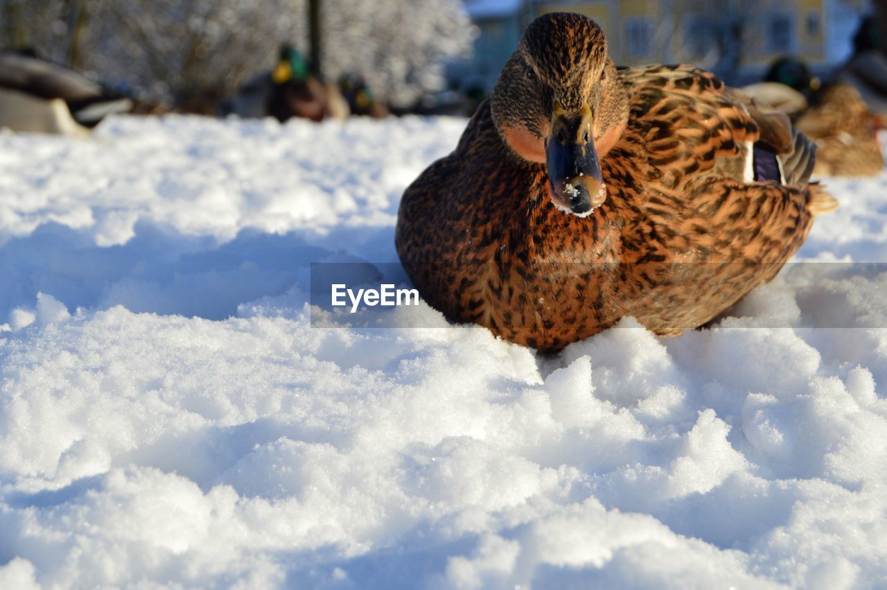 Close-up of bird on snow field