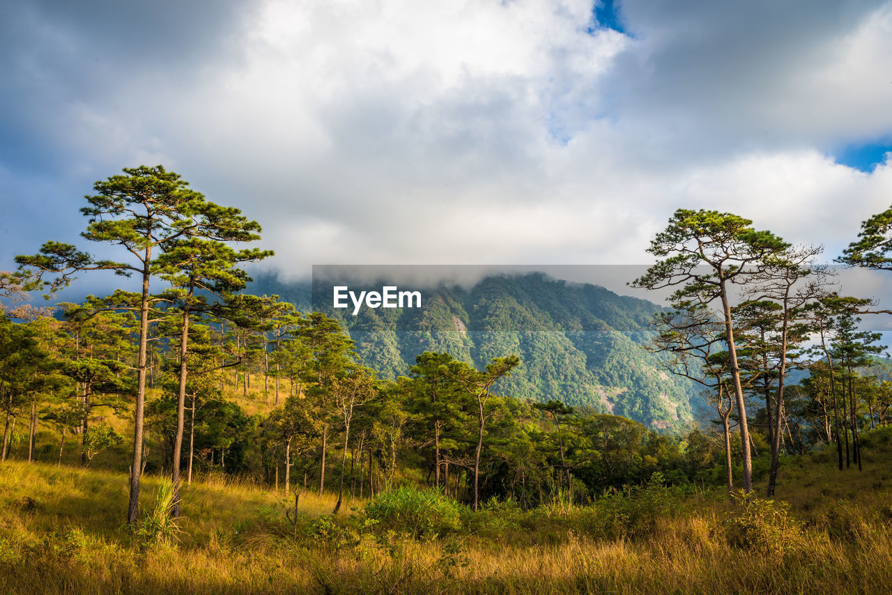 Trees and plants growing on land against sky