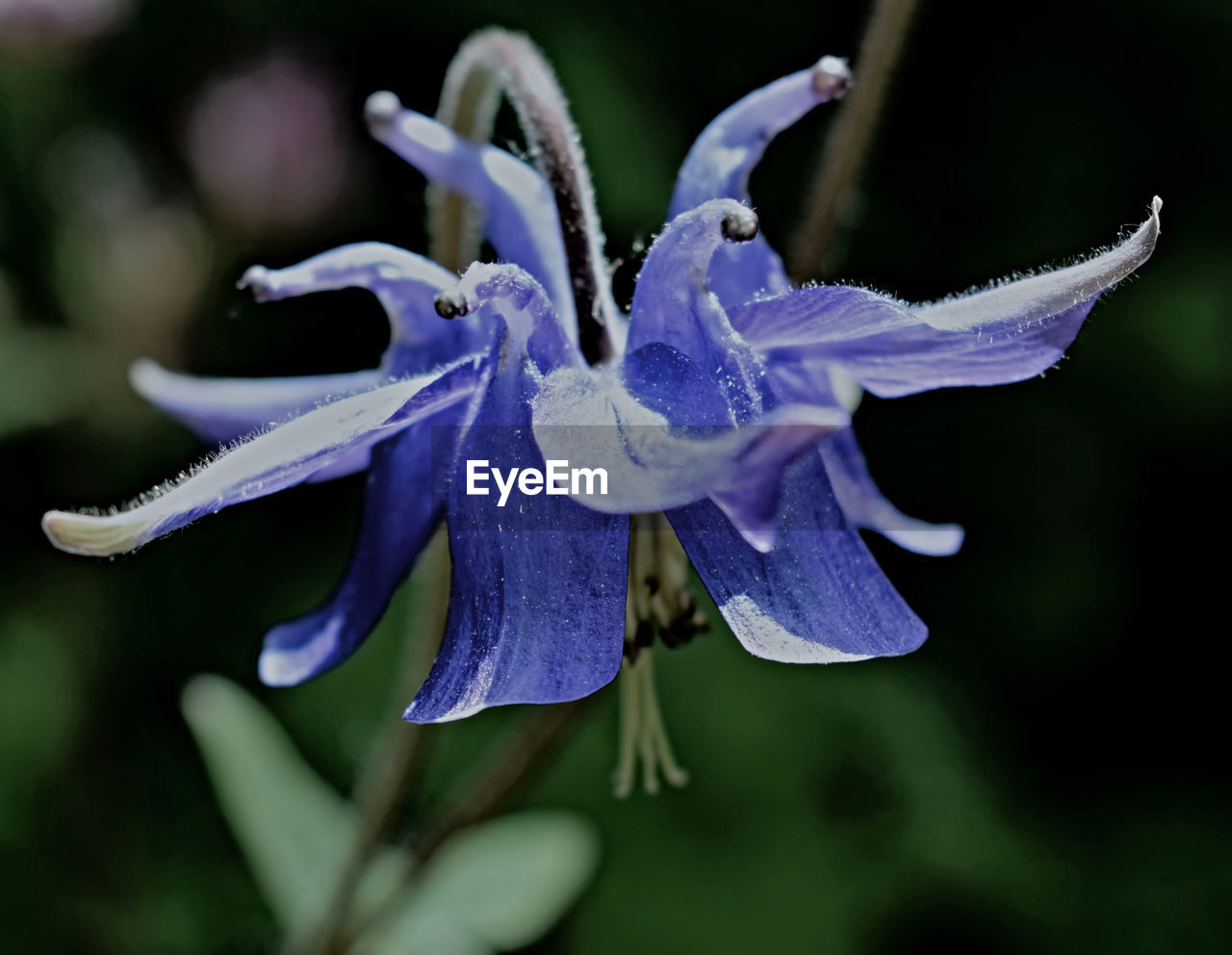 Close-up of purple iris flower