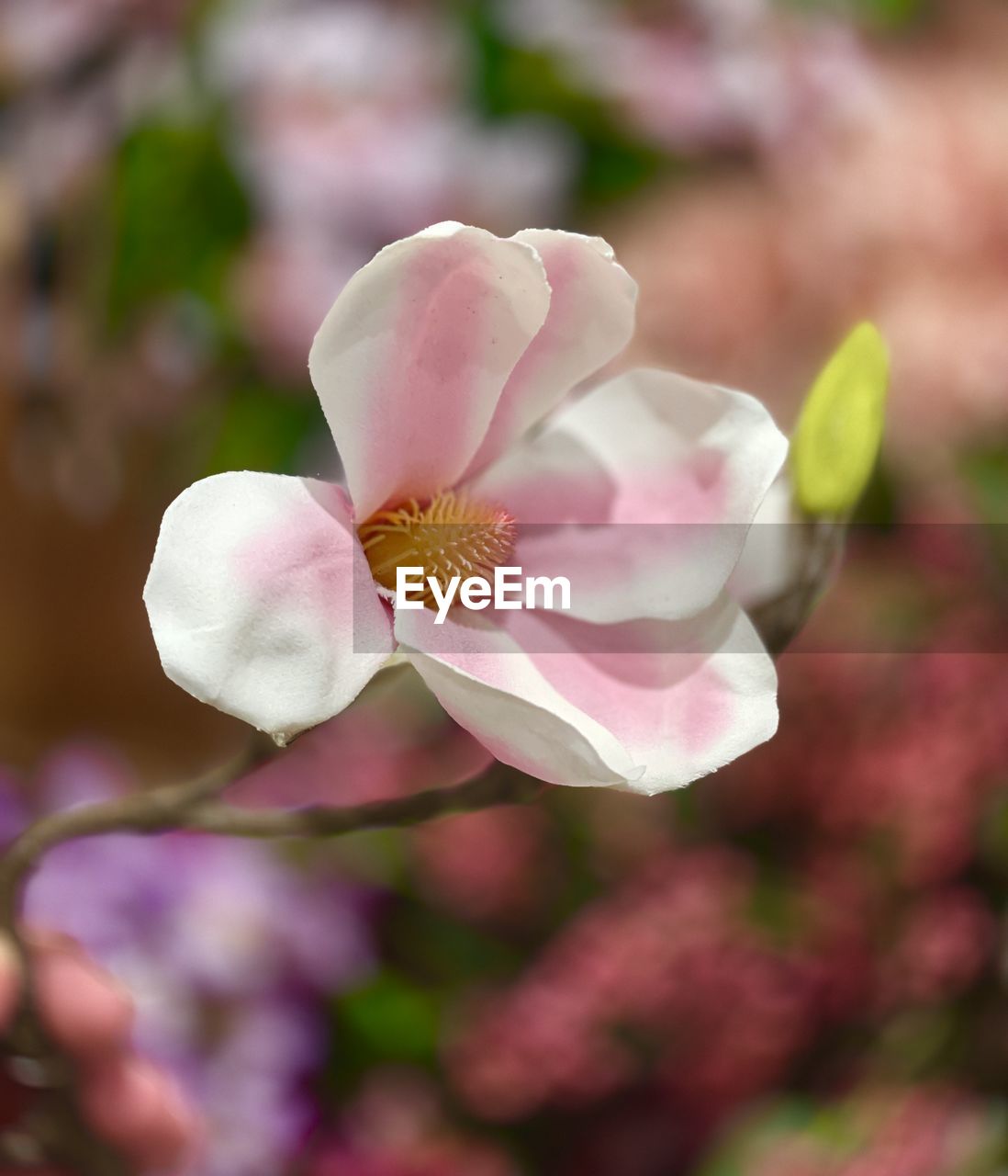 flower, flowering plant, plant, beauty in nature, freshness, blossom, petal, pink, close-up, fragility, flower head, nature, inflorescence, growth, macro photography, springtime, focus on foreground, no people, outdoors, selective focus, pollen, botany, tree, orchid, day, wildflower, rose, stamen