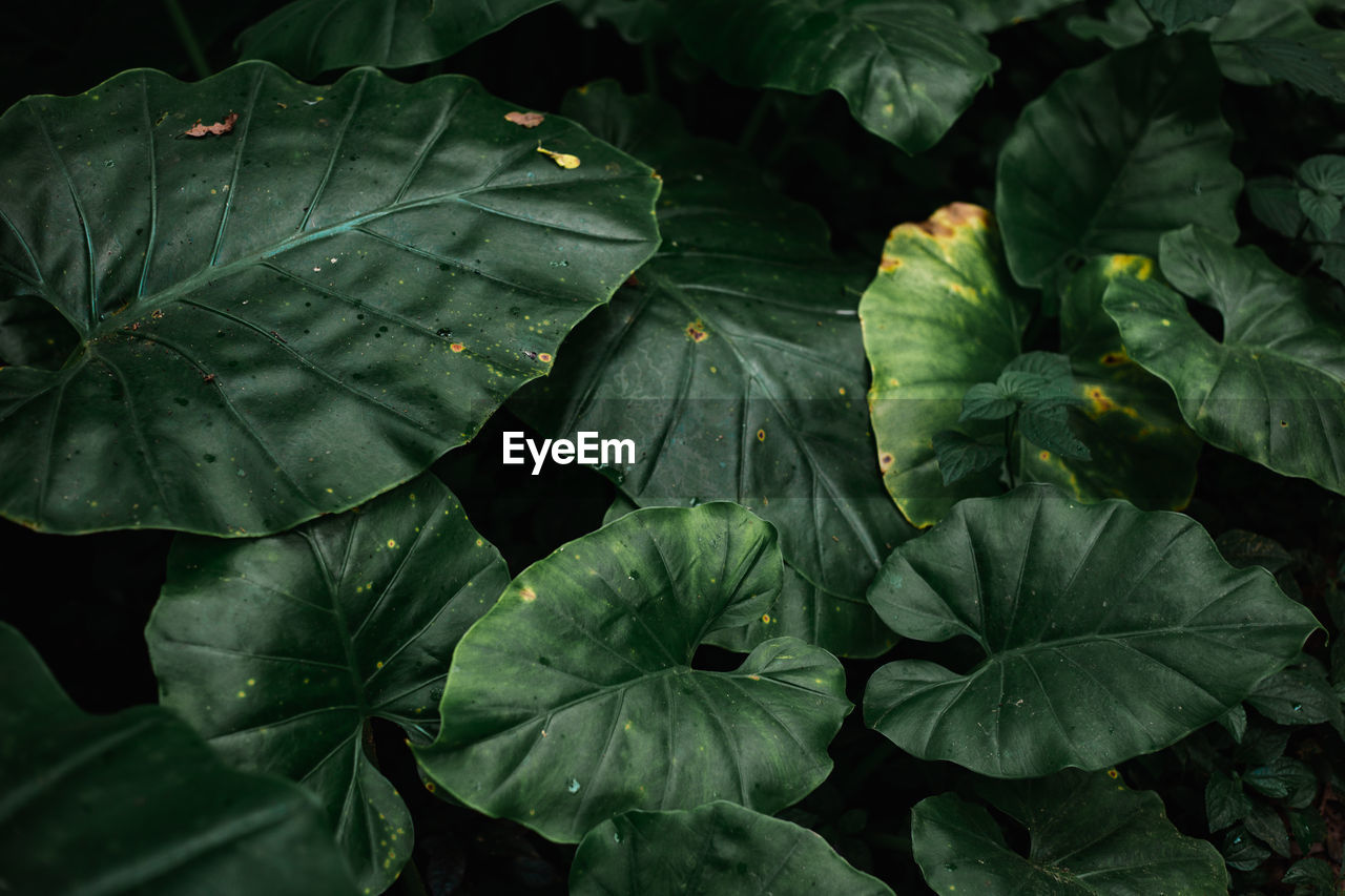 HIGH ANGLE VIEW OF LEAVES