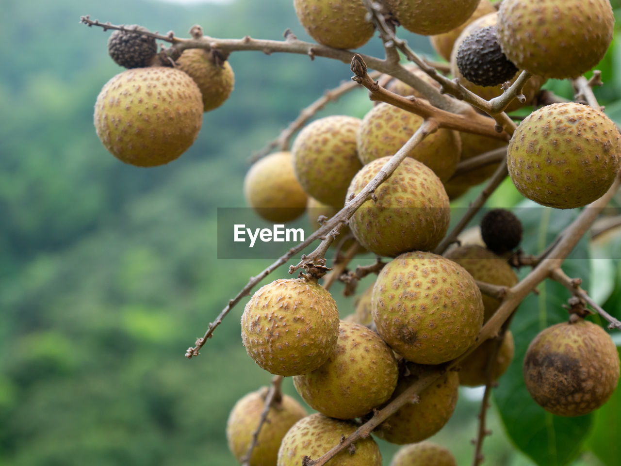 Close-up of fruits growing on tree