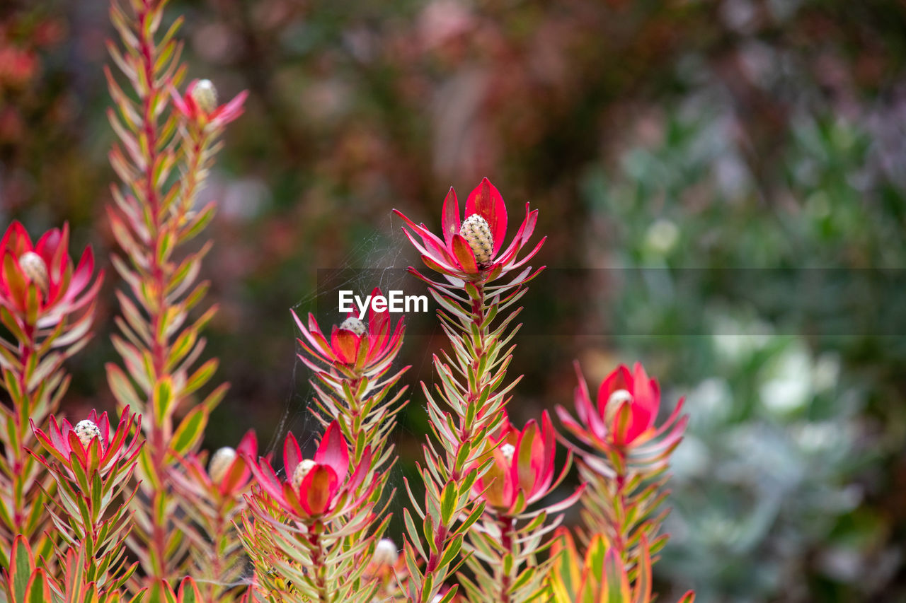 Close-up of pink flowering plants