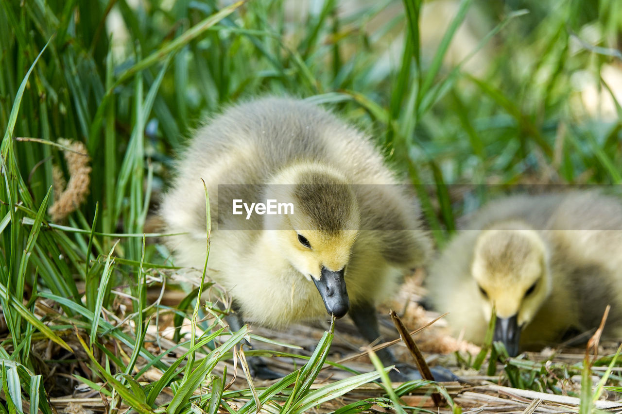 CLOSE-UP OF A YOUNG BIRD ON GROUND