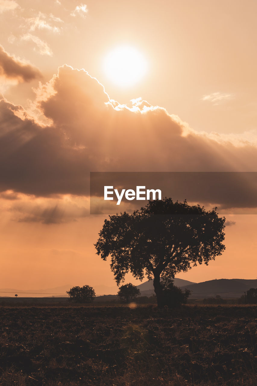 Tree on field against sky during sunset