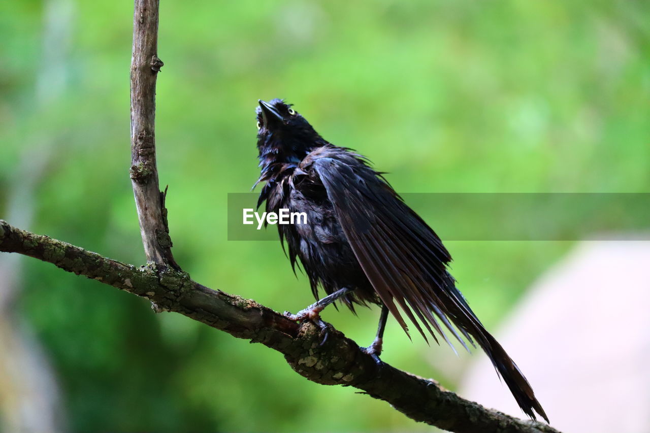 Close-up of bird perching on branch