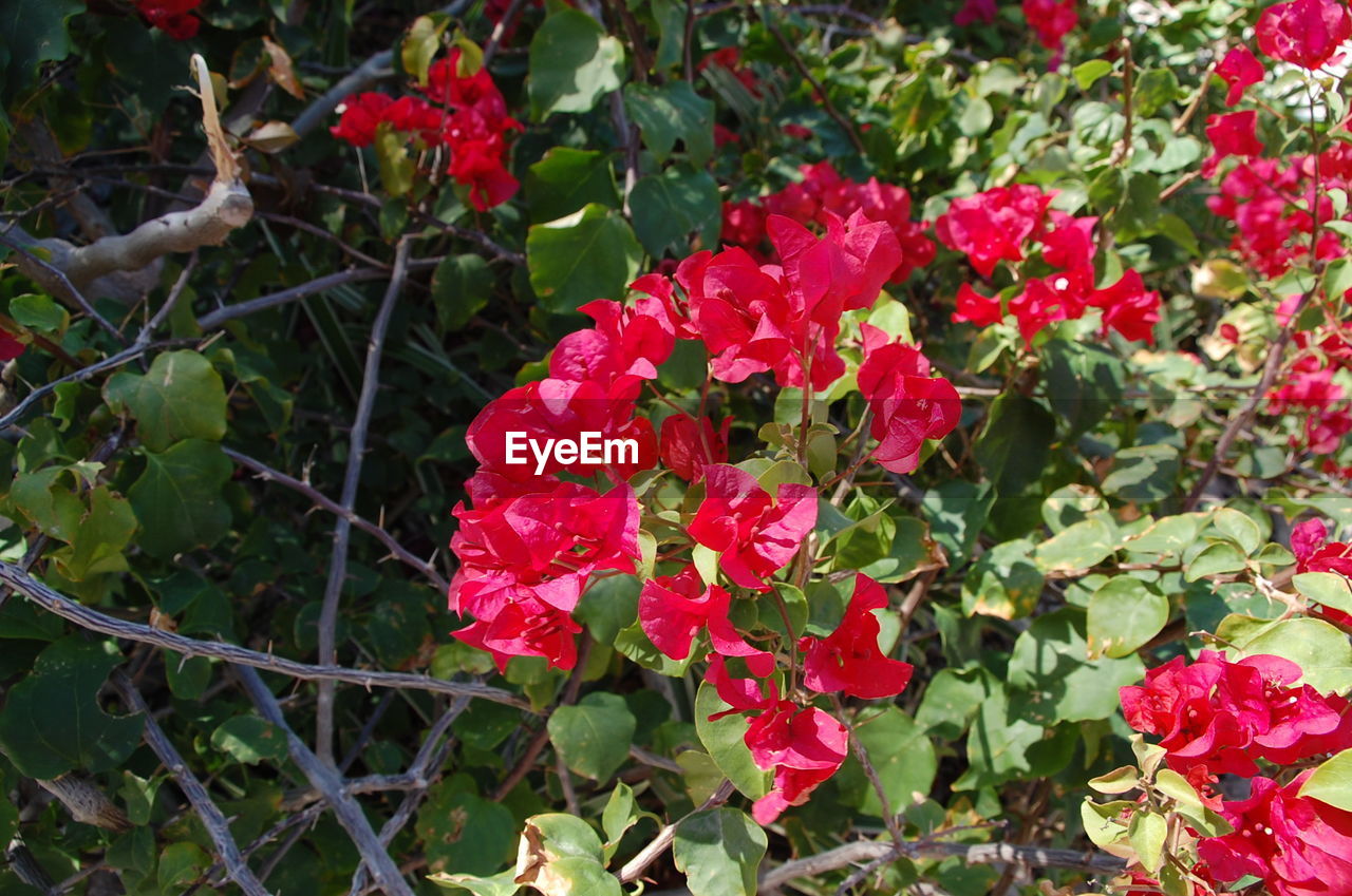 CLOSE-UP OF PINK FLOWERS BLOOMING OUTDOORS