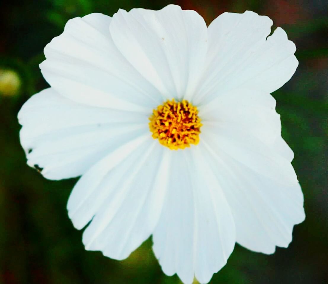 CLOSE-UP OF WHITE FLOWER BLOOMING