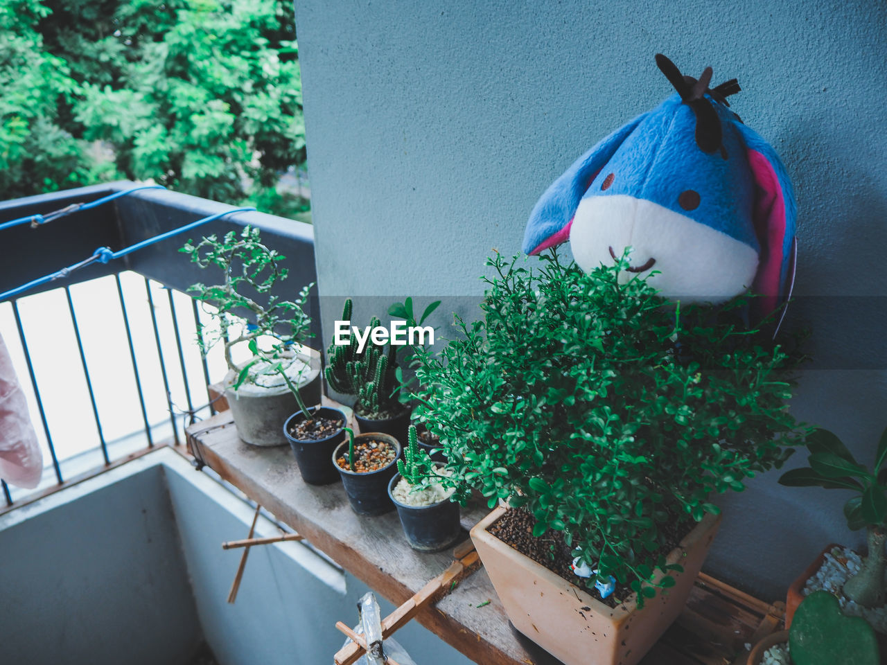 HIGH ANGLE VIEW OF POTTED PLANTS ON WINDOW