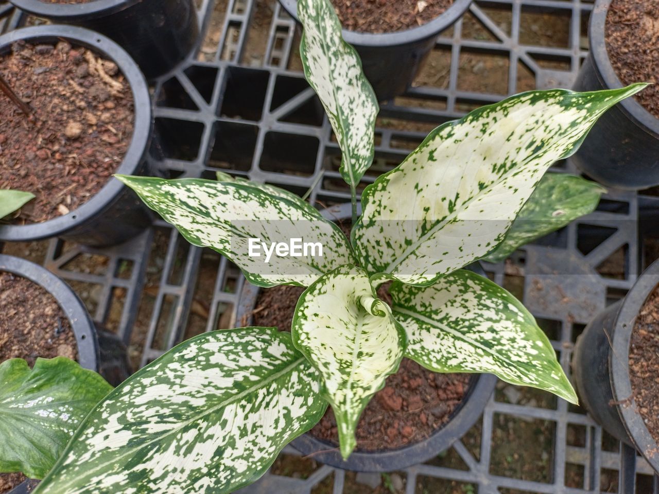 Aglaonema Beauty In Nature Green White Colorful Aglaonema Leaf Close-up Plant Blooming