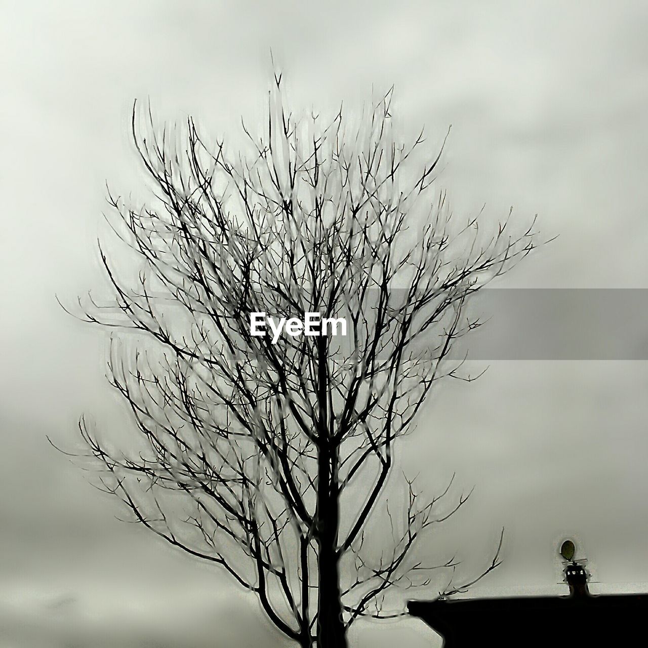 LOW ANGLE VIEW OF BARE TREES AGAINST SKY