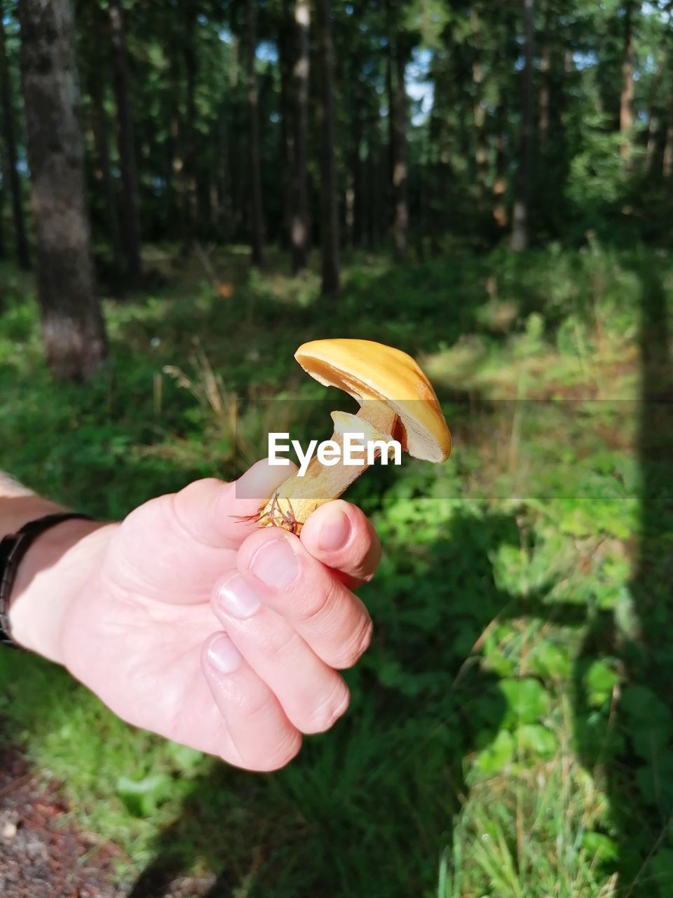 plant, hand, forest, tree, leaf, woodland, one person, mushroom, holding, nature, land, fungus, growth, food, flower, vegetable, day, autumn, outdoors, focus on foreground, adult, natural environment, food and drink, freshness, leisure activity, green, beauty in nature, lifestyles, picking, women, edible mushroom