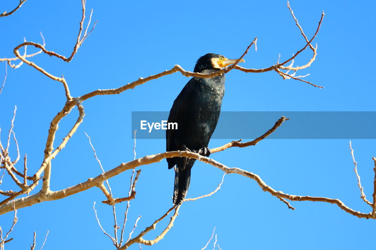 animal, animal themes, animal wildlife, wildlife, bird, branch, tree, perching, one animal, sky, nature, bare tree, blue, clear sky, plant, no people, low angle view, outdoors, sunny, day, beauty in nature