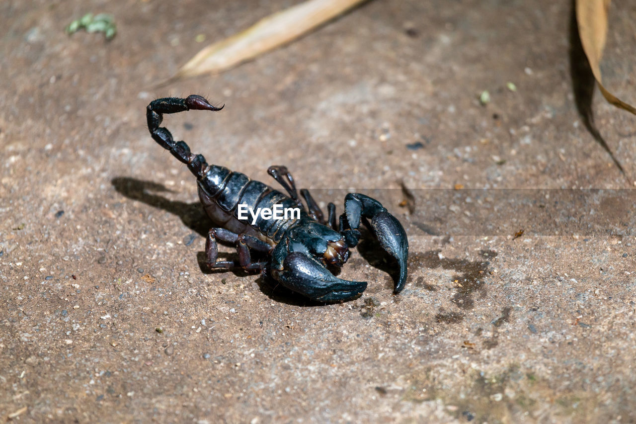 scorpion, animal, animal themes, animal wildlife, wildlife, insect, one animal, macro photography, no people, nature, high angle view, day, land, outdoors, close-up, sand