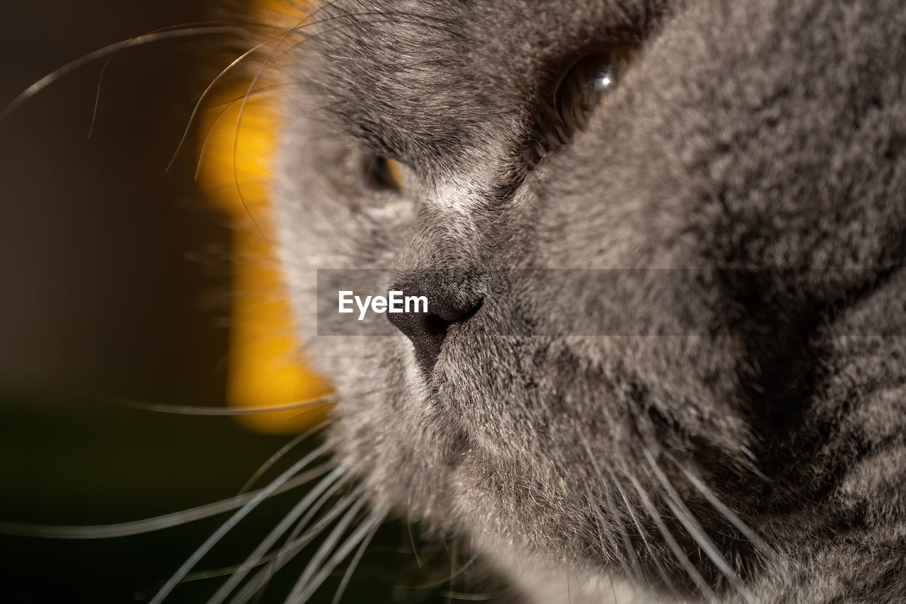 CLOSE-UP OF A CAT LOOKING AWAY