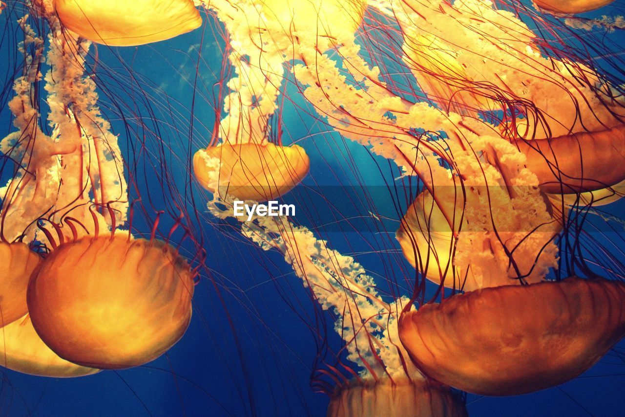 jellyfish, sea, animal, wildlife, animal wildlife, underwater, marine invertebrates, water, animal themes, sea life, marine, group of animals, swimming, nature, aquarium, undersea, tentacle, no people, floating on water, floating, blue, beauty in nature, marine biology, tank, outdoors, orange color, animals in captivity