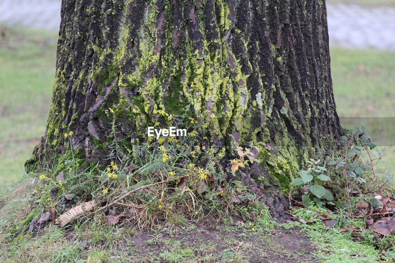 CLOSE-UP OF TREE TRUNK ON FIELD