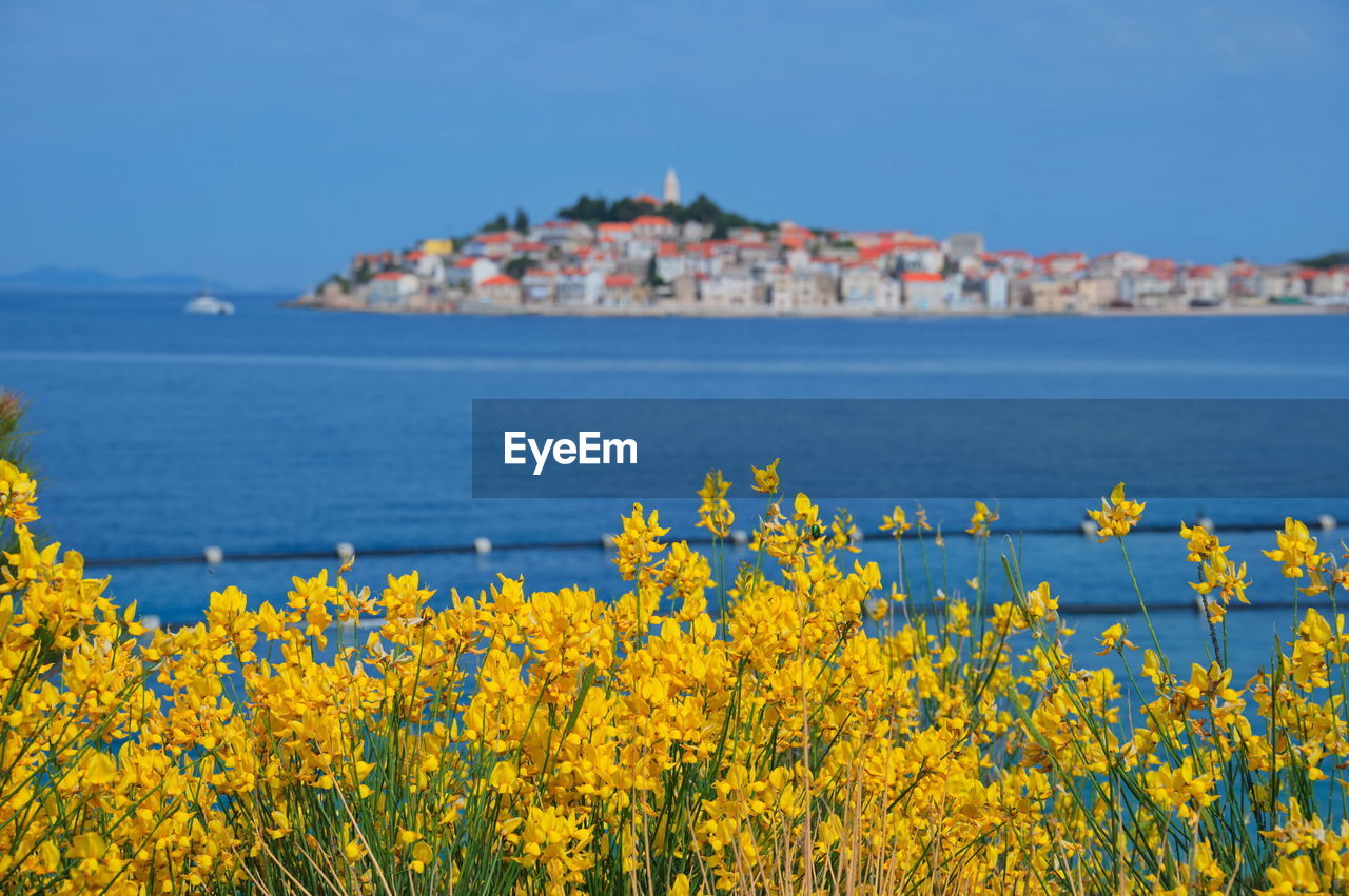 Cityscape of mediterranean town on clear blue sea through the yellow field flowers