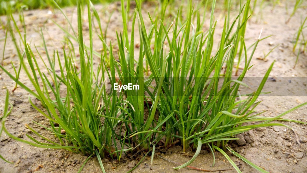 CLOSE-UP OF FRESH GREEN GRASS IN SUNLIGHT