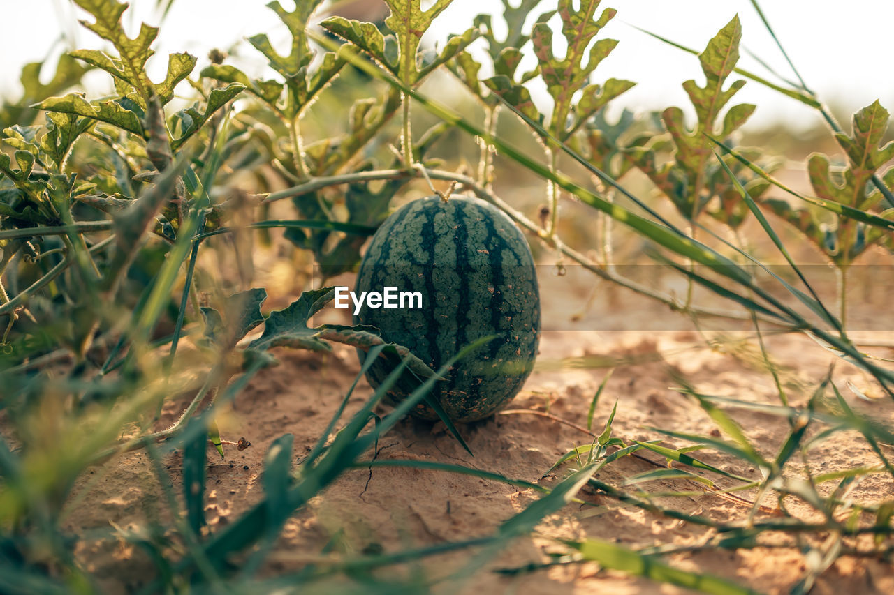 CLOSE-UP OF PUMPKIN ON FIELD