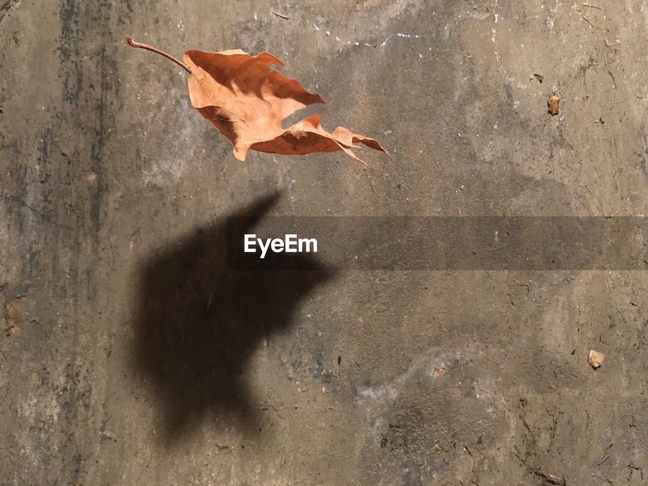 HIGH ANGLE VIEW OF AUTUMN LEAVES ON WALL