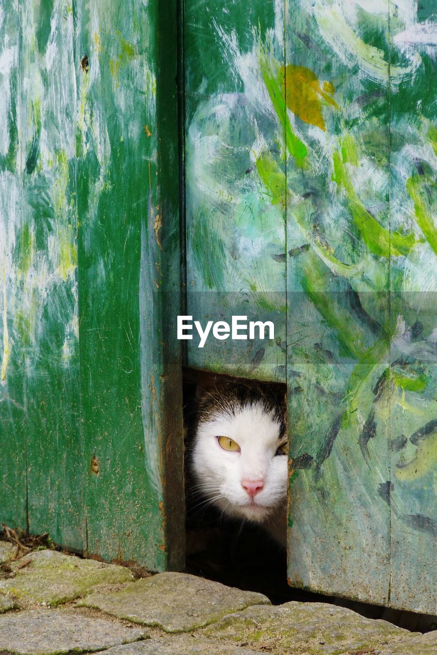 Portrait of cat peeking through wooden door