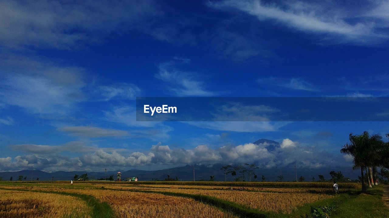 Scenic view of agricultural field against sky