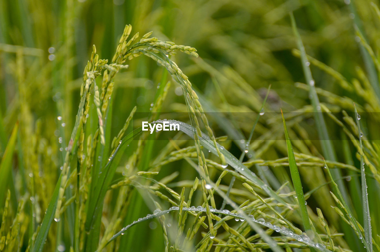 Close-up of wet grass on field