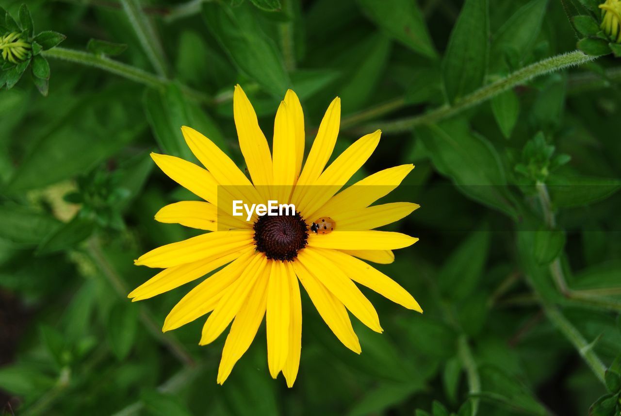 Ladybug on yellow flower