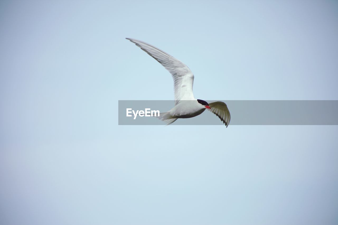 LOW ANGLE VIEW OF SEAGULL FLYING AGAINST SKY