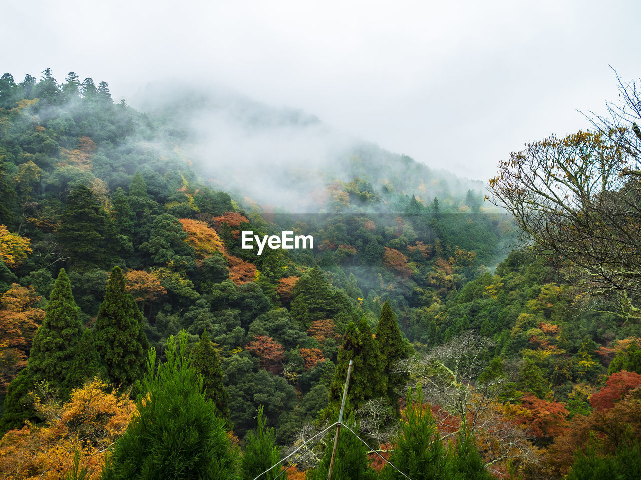 Scenic view of forest during foggy weather