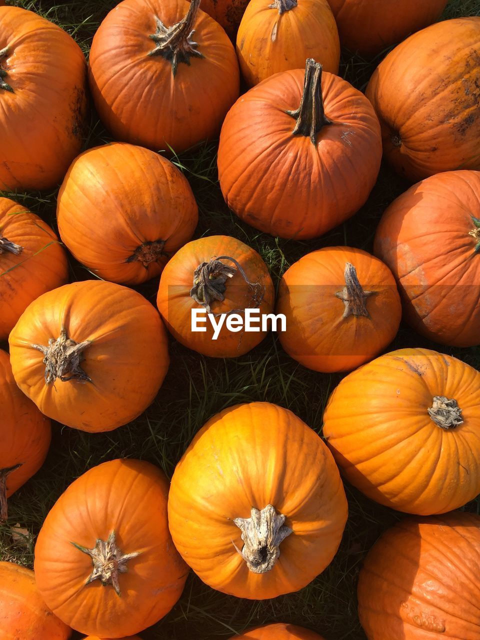 High angle view of pumpkins on grass