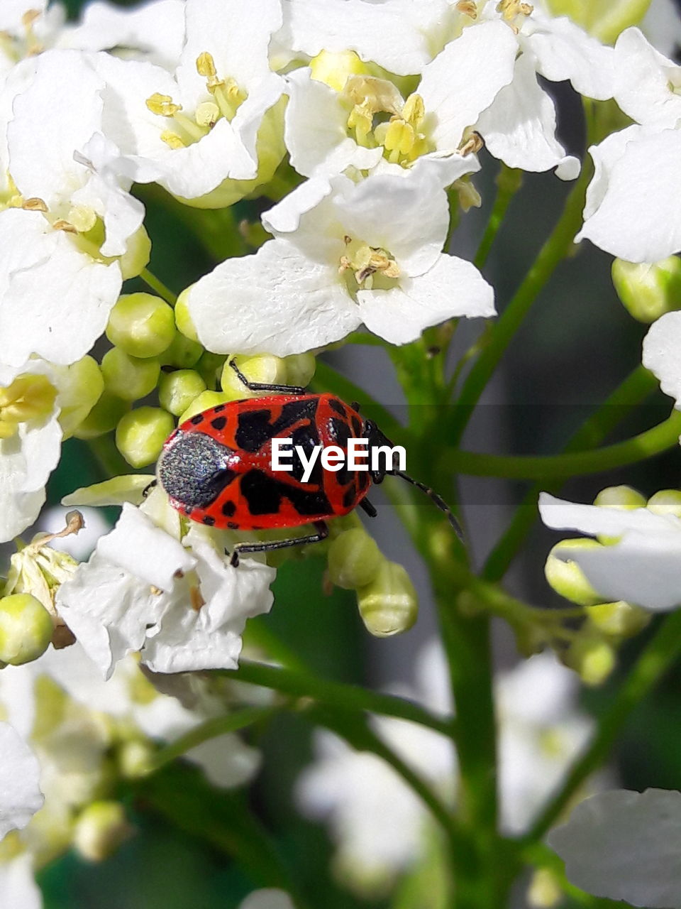 CLOSE-UP OF LADYBUG ON FLOWER