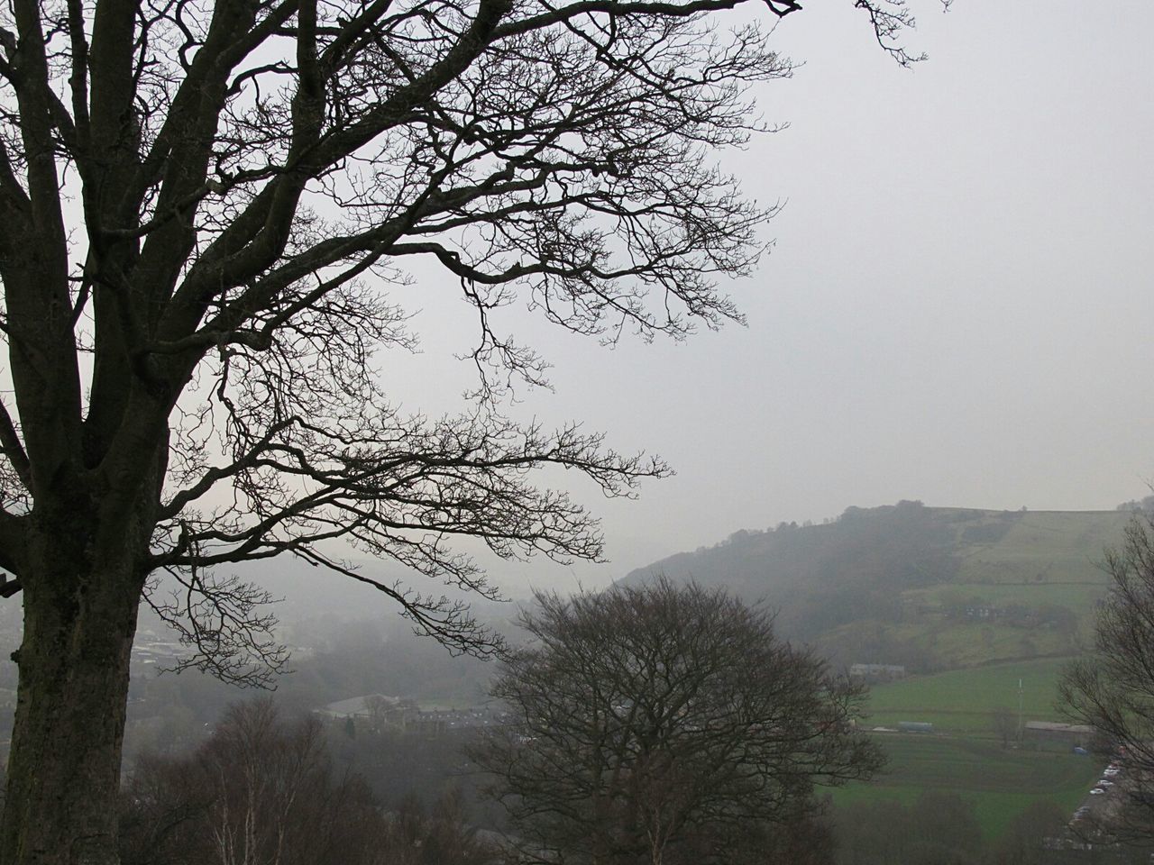 LOW ANGLE VIEW OF TREE AGAINST MOUNTAIN