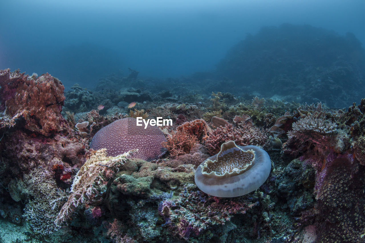 Multi colored coral deep under sea