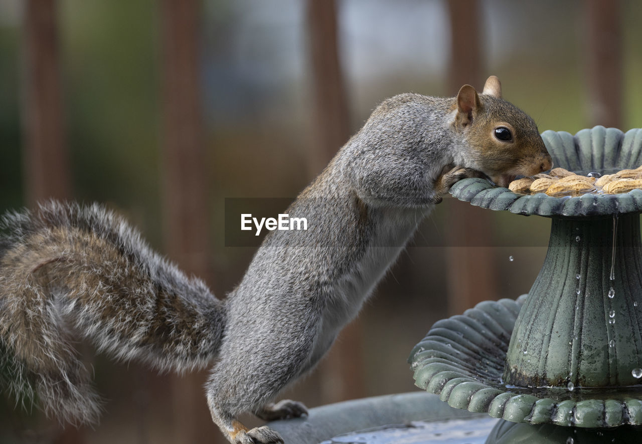 CLOSE-UP OF SQUIRREL FEEDING