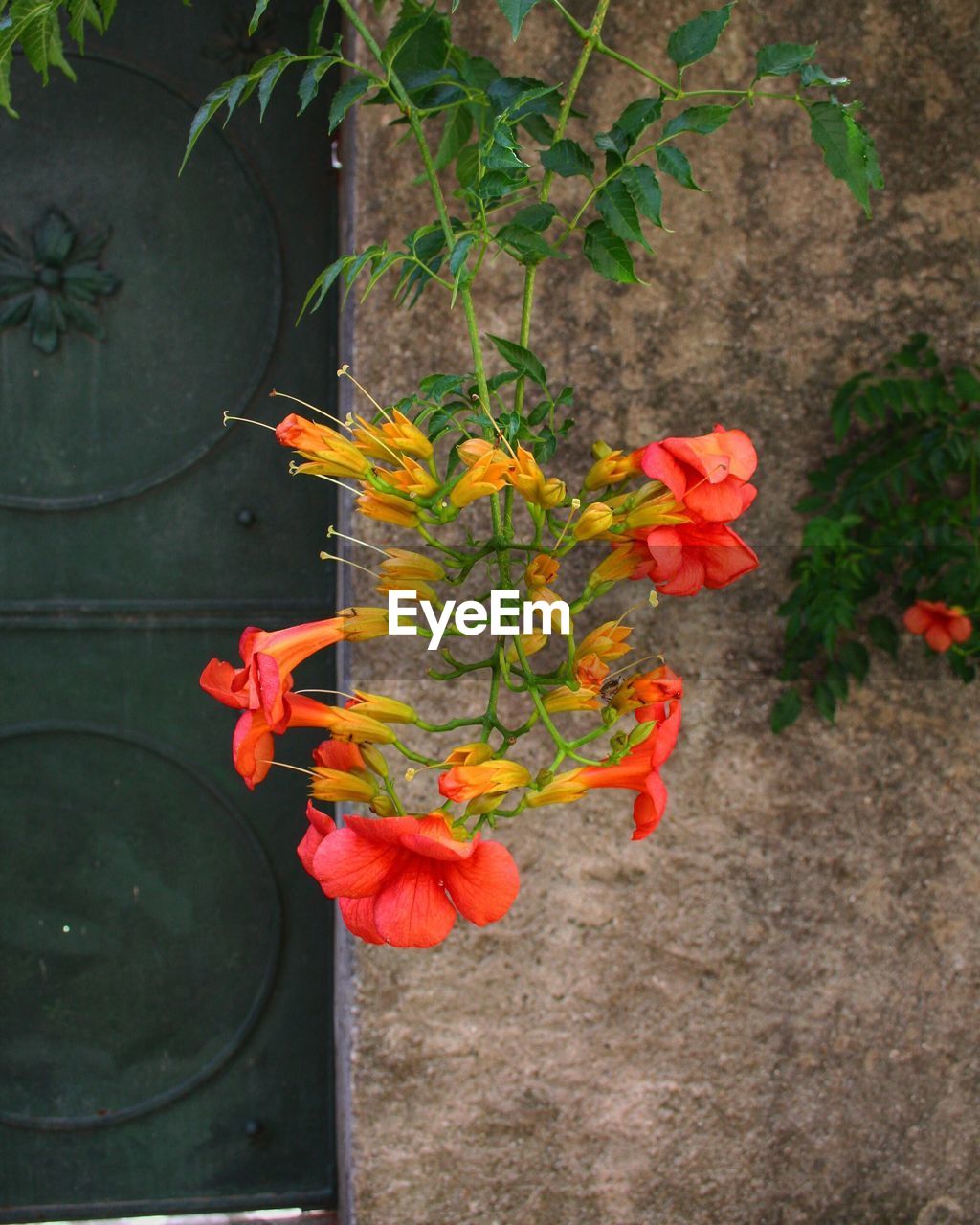 Close-up of flowers blooming outdoors