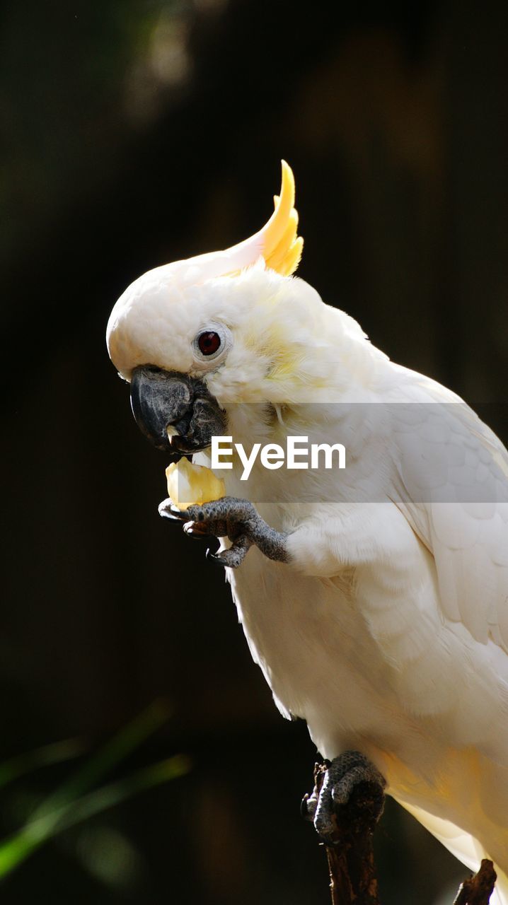 Close-up of cockatoo perching outdoors