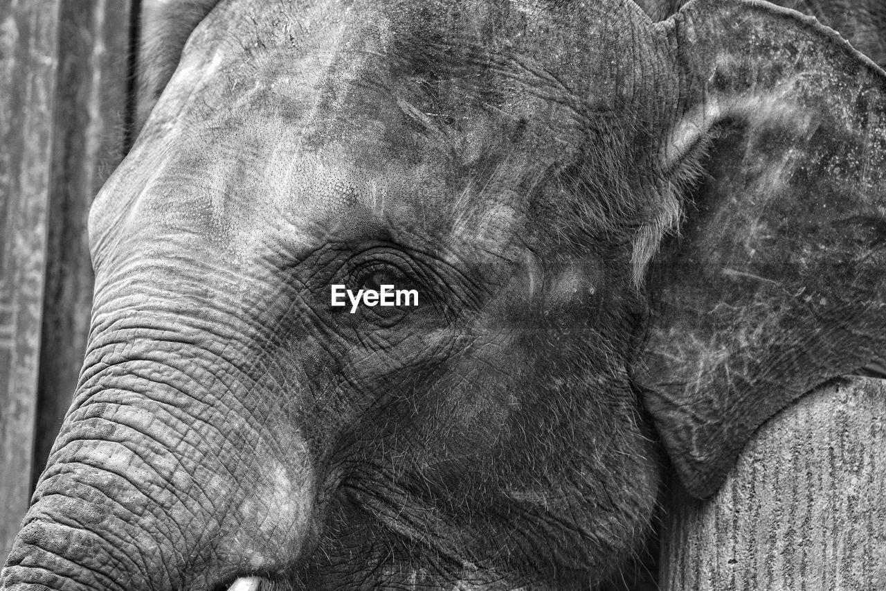 Close-up of elephant