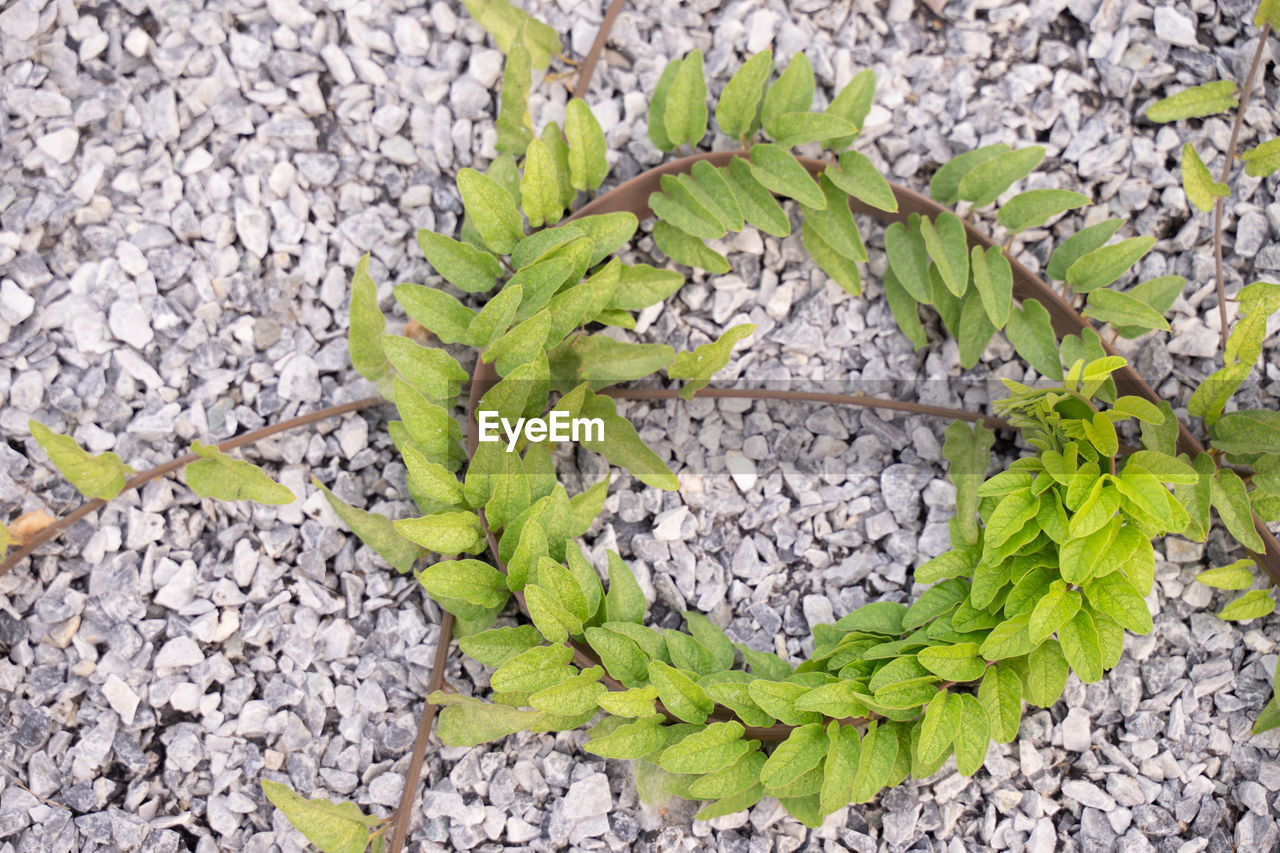 green, day, no people, nature, high angle view, plant, leaf, growth, plant part, flower, directly above, outdoors, rock, close-up, tree, stone, textured, branch, beauty in nature, grass, wall - building feature
