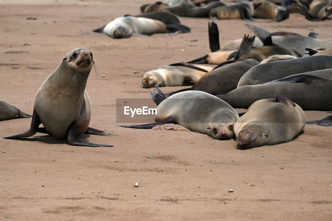 Cape cross seal reserve, namibia