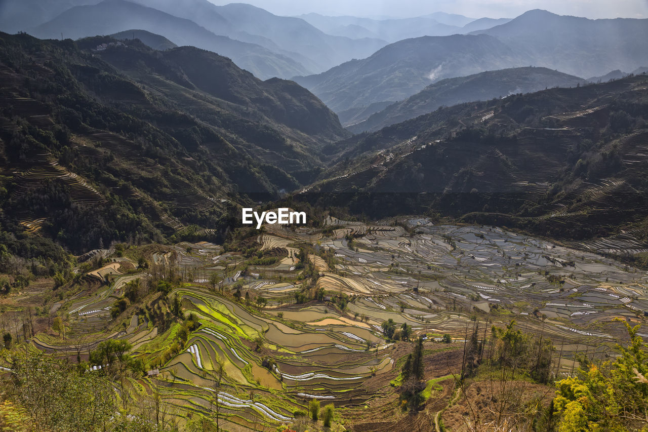 High angle view of rice paddy against mountains