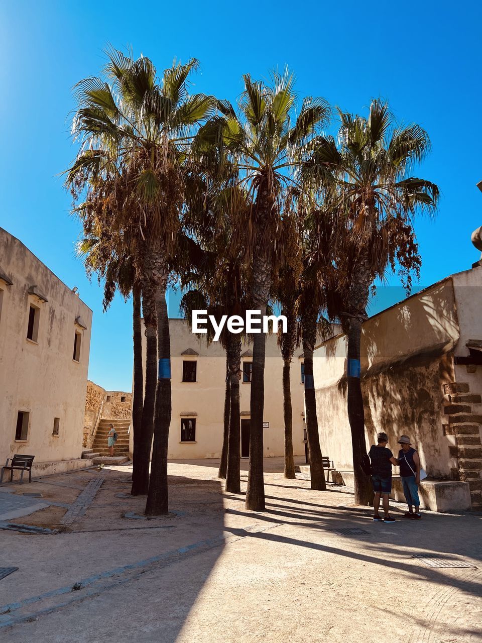 palm tree, tree, architecture, tropical climate, vacation, plant, building exterior, built structure, nature, sky, date palm tree, sunlight, clear sky, building, shadow, travel destinations, city, blue, sunny, town, day, history, outdoors, travel, the past, street, ancient history, tourism, residential district