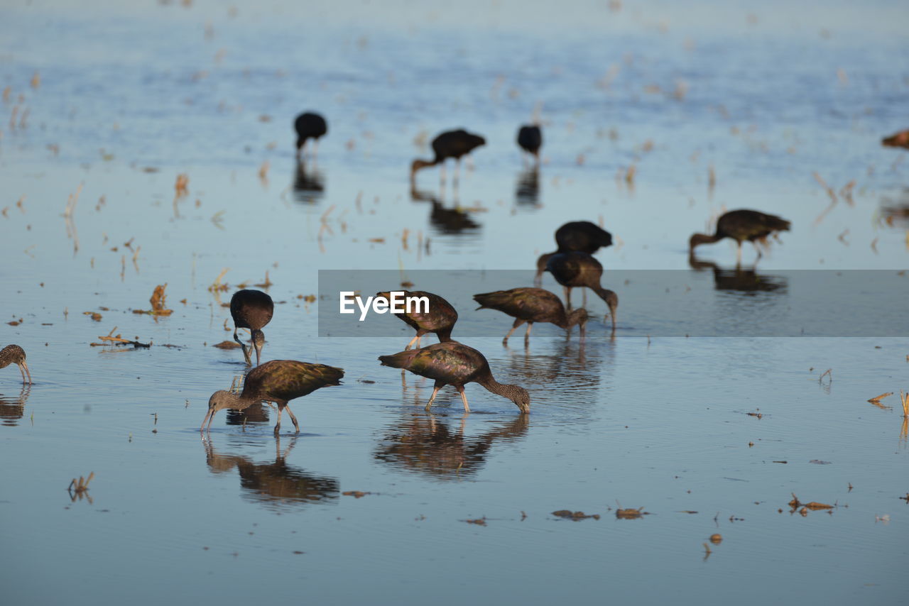 high angle view of ducks in lake