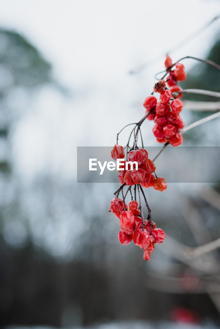 CLOSE-UP OF RED FLOWERING PLANTS