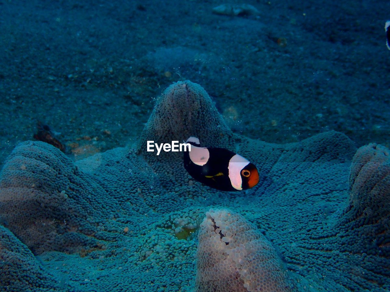 FISH SWIMMING IN SEA