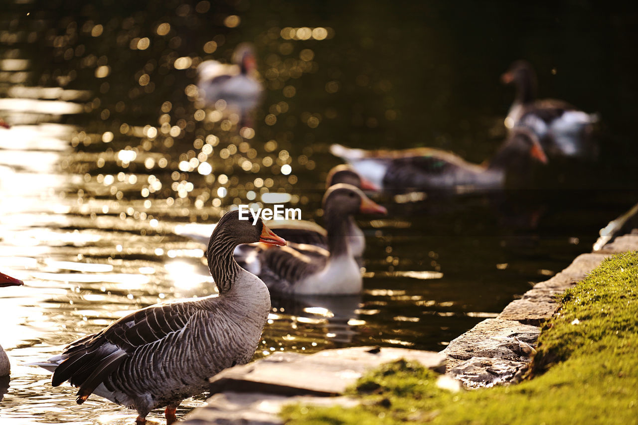 Ducks in lake