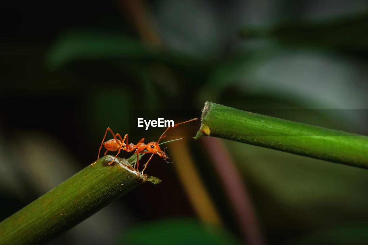 CLOSE-UP OF INSECT ON PLANT