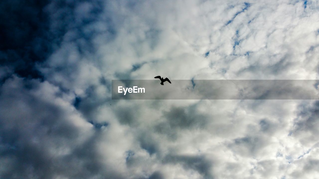 Low angle view of bird against cloudy sky